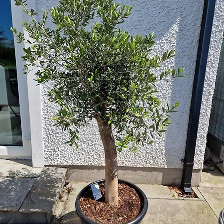 Castletroy Retreat דירה