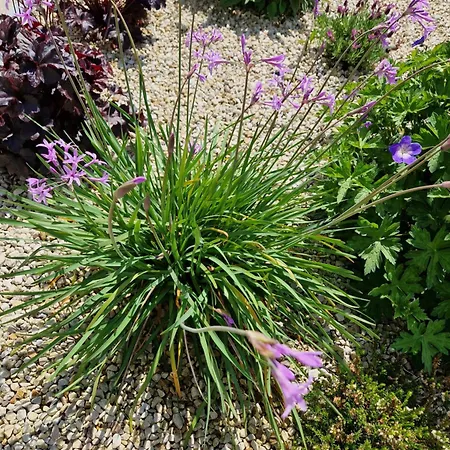 Appartement Castletroy Retreat *