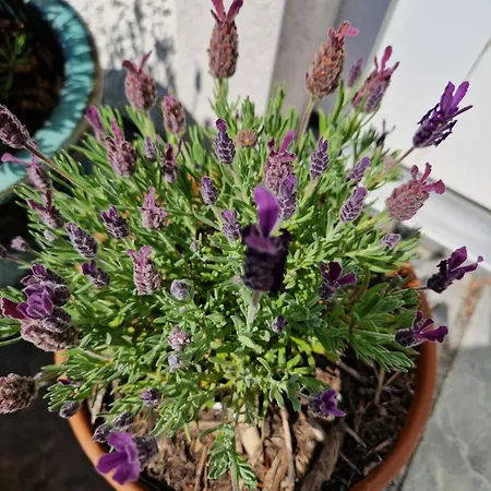 דירה Castletroy Retreat *