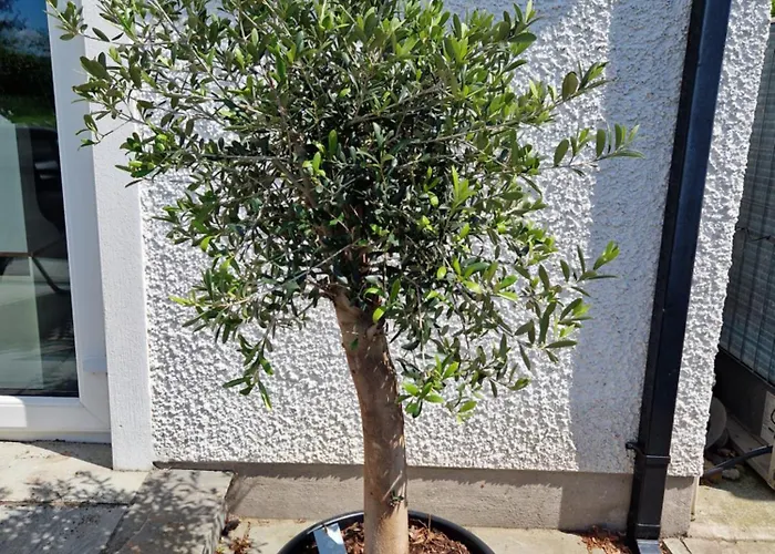 Castletroy Retreat 公寓