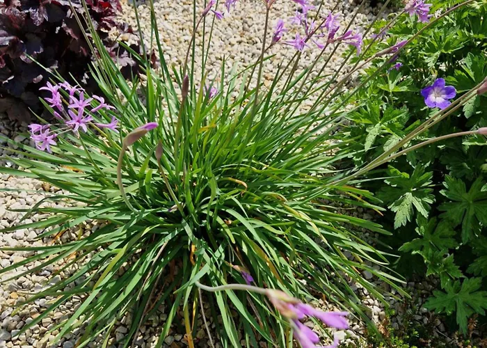 Apartament Castletroy Retreat *