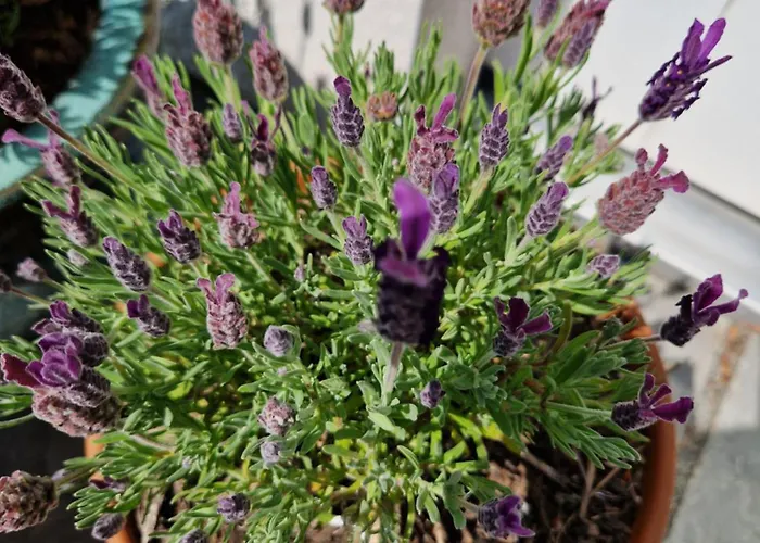 公寓 Castletroy Retreat *